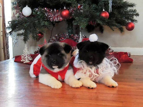Akita breeder