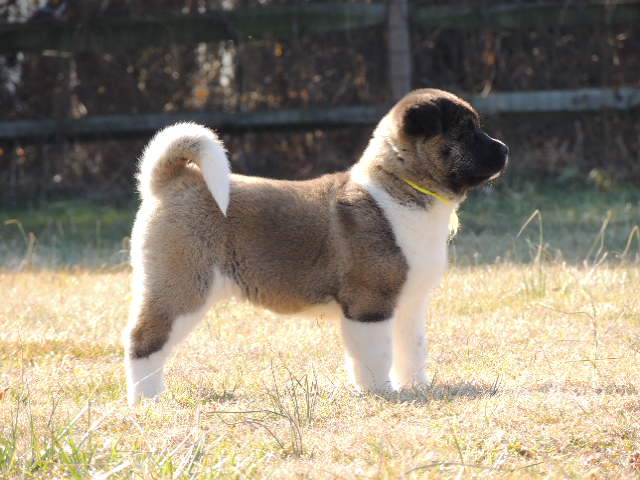 Dog Breed Akita Puppies For Adoption Near Me Akita Mix Adopt Akita