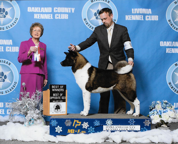 Akita Puppies for sale