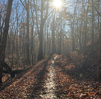 A narrow trail winding through the woods with the sun peaking through the treetops.