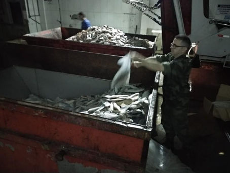 Polícia Ambiental prende uma tonelada de pescados no bairro Progresso em Laguna.