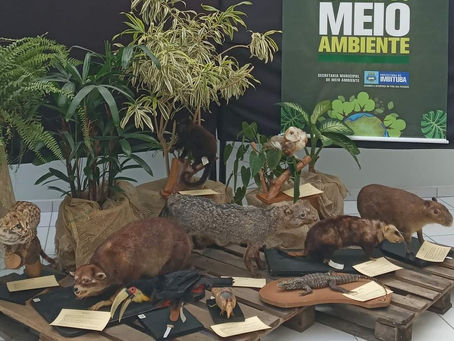 Animais Silvestres: Exposição com exemplares empalhados percorrerá escolas de Imbituba