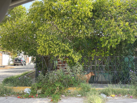Viento fuerte y probabilidades de lluvia para este martes en Jiménez y la regi