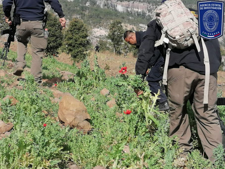 Destruyen Células BOI dos plantíos de amapola en Guadalupe y Calvo