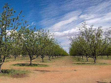 Lunes de vientos para Jiménez y la región