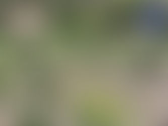Destruye operativo conjunto 3 mil 600 plantas de amapola en Guachochi