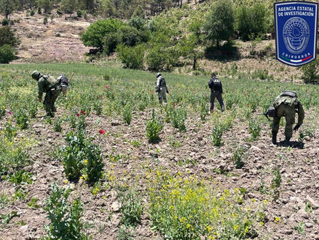 Destruye operativo conjunto 3 mil 600 plantas de amapola en Guachochi