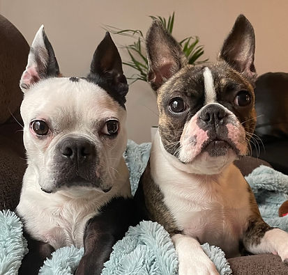 Two Boston Terriers