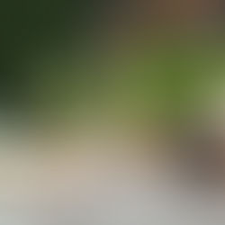 The Benefits of hiring a Professional Landscaping Company