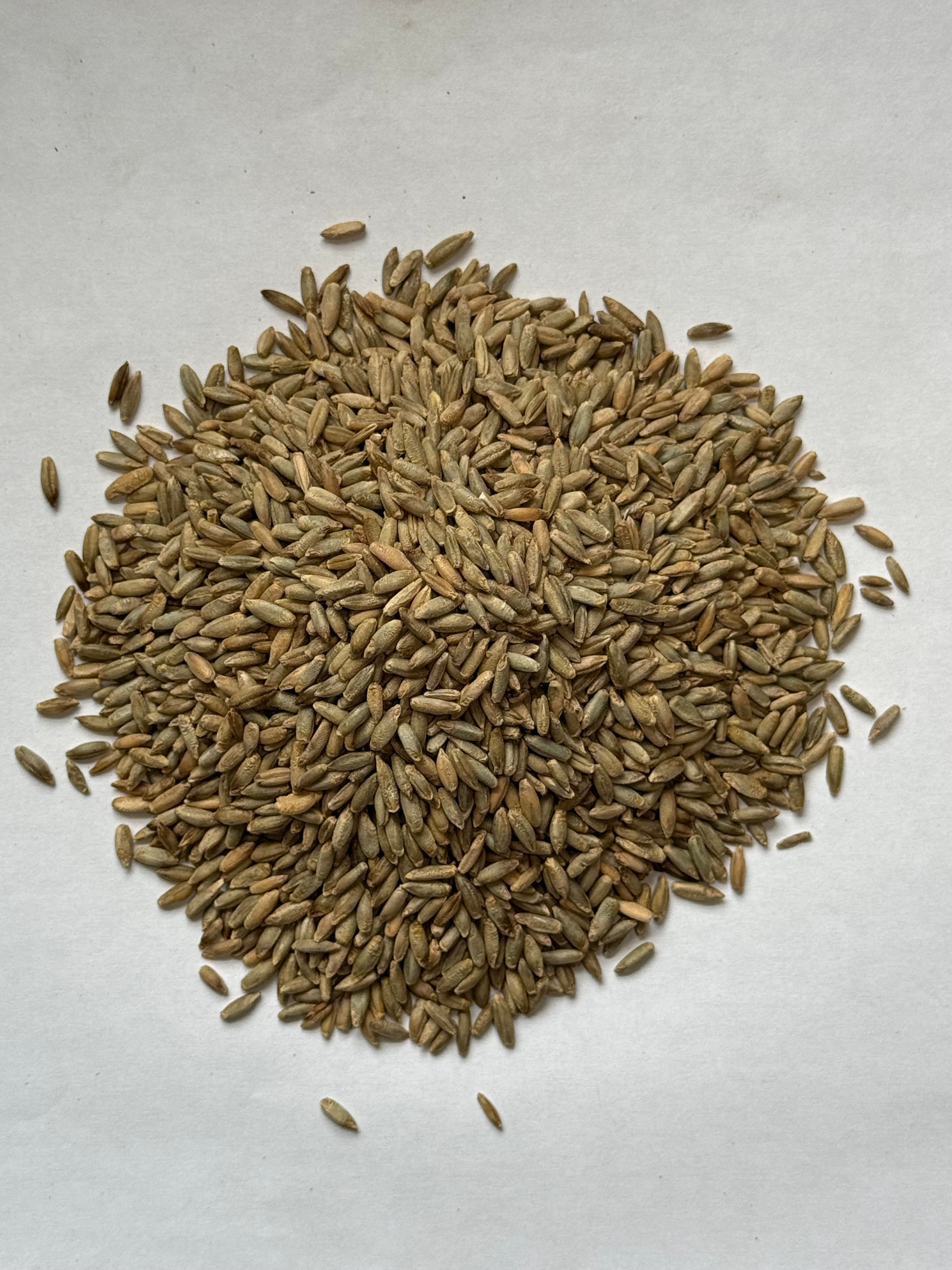 Cereal Rye - Rymin