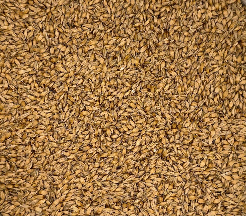Thumbnail: Winter Barley - VNS