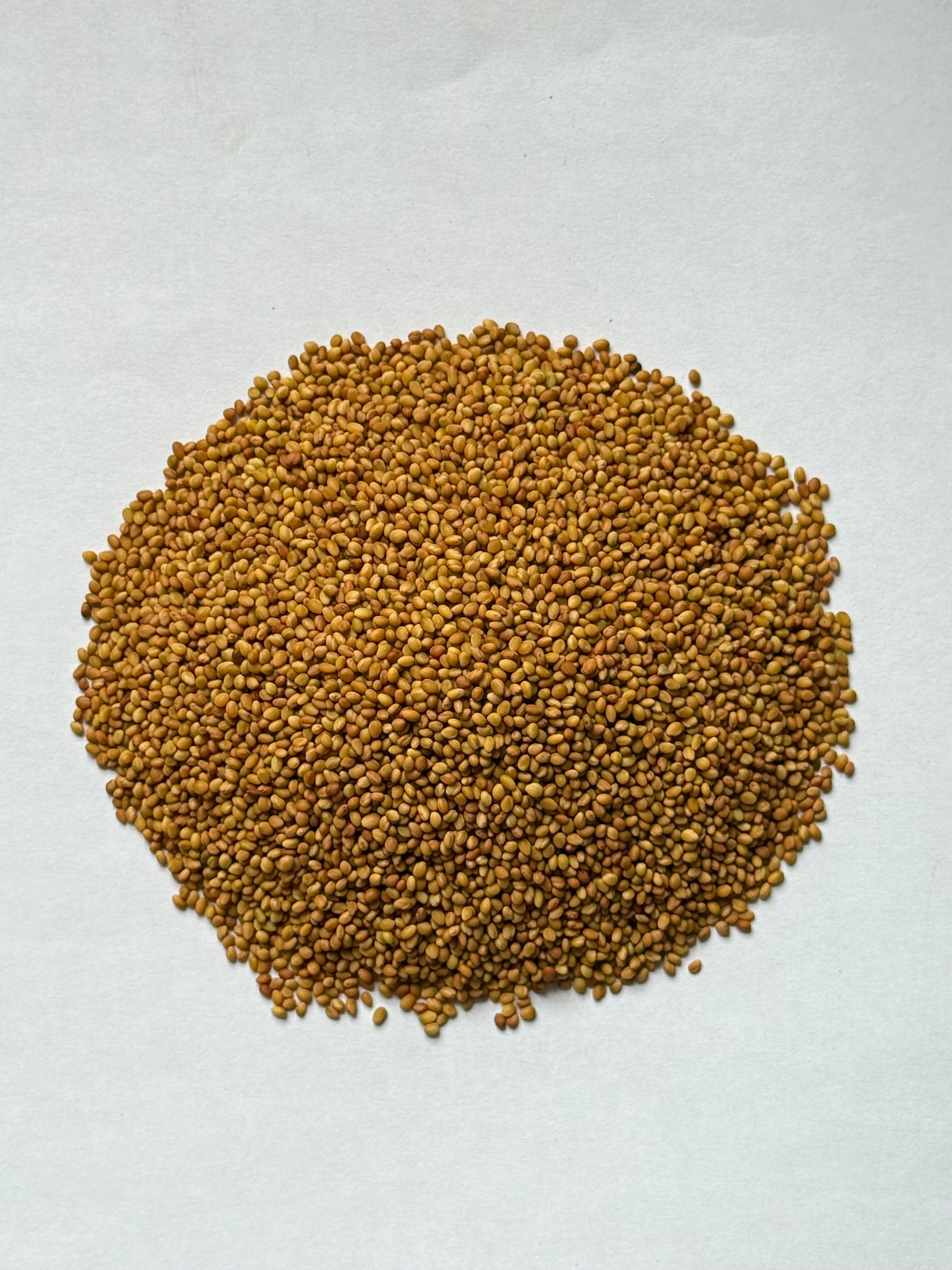 Berseem Clover - Balady