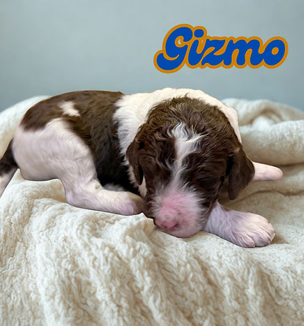 Gizmo.png