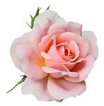 Rose.png