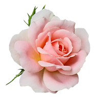 Rose.png
