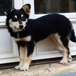 🐕 ♀️