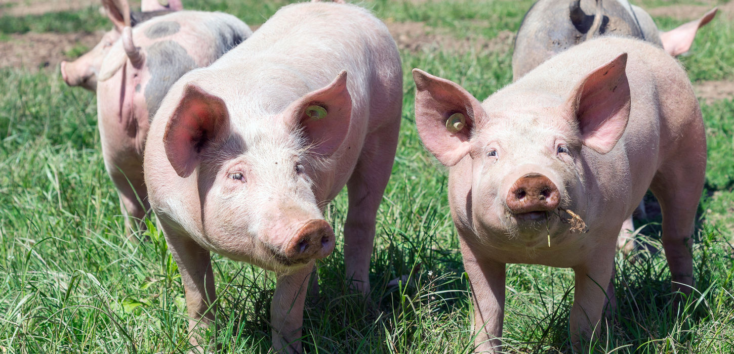 緑の草の上で豚が立って、カメラを見ています。 夏の農場風景。
