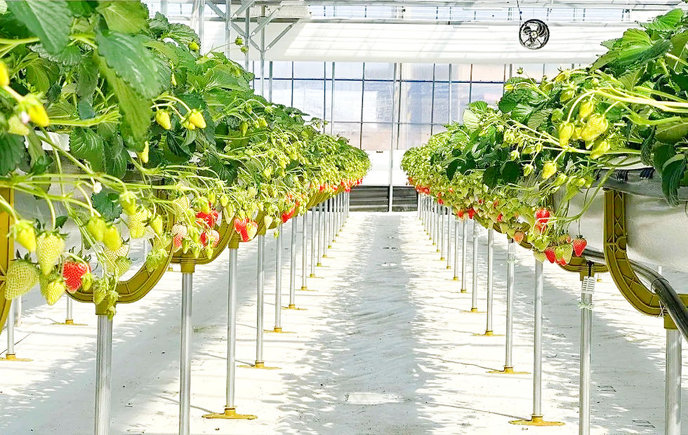 カタツムリポット – 苺育苗資材の輸入総代理店 | 株式会社ワールド・アグリ カタツムリポット – 苺育苗資材の輸入総代理店 | 株式会社ワールド・アグリ