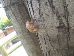 「天神に “こびとづかん” の仲間達が出没する?」① ~かなちゃんの散歩道~