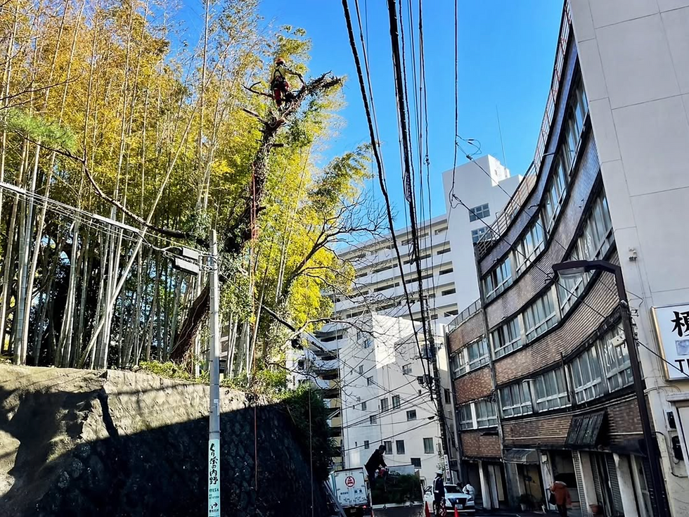 支障木伐採