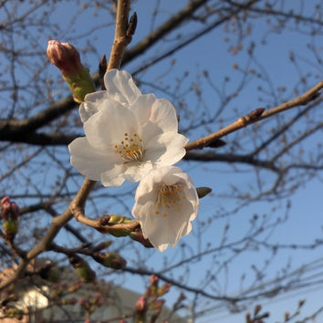 「さくら」 ~かなちゃんの散歩道~