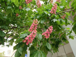 「マロニエの咲く街♪」 ~アンフィニ・ビー~