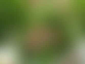 「マロニエの咲く街♪」 ~アンフィニ・ビー~