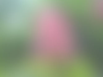 「鐘が鳴るマロニエの並木道~♪」 今、天神は巴里気分!~かなちゃんの散歩道~