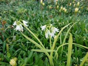 「お知らせ」 ~アンフィニ・ビー~