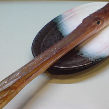 「まるで新幹線!?」 ~かなちゃんの散歩道~