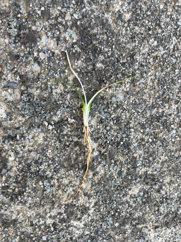 田んぼの除草剤あれこれ