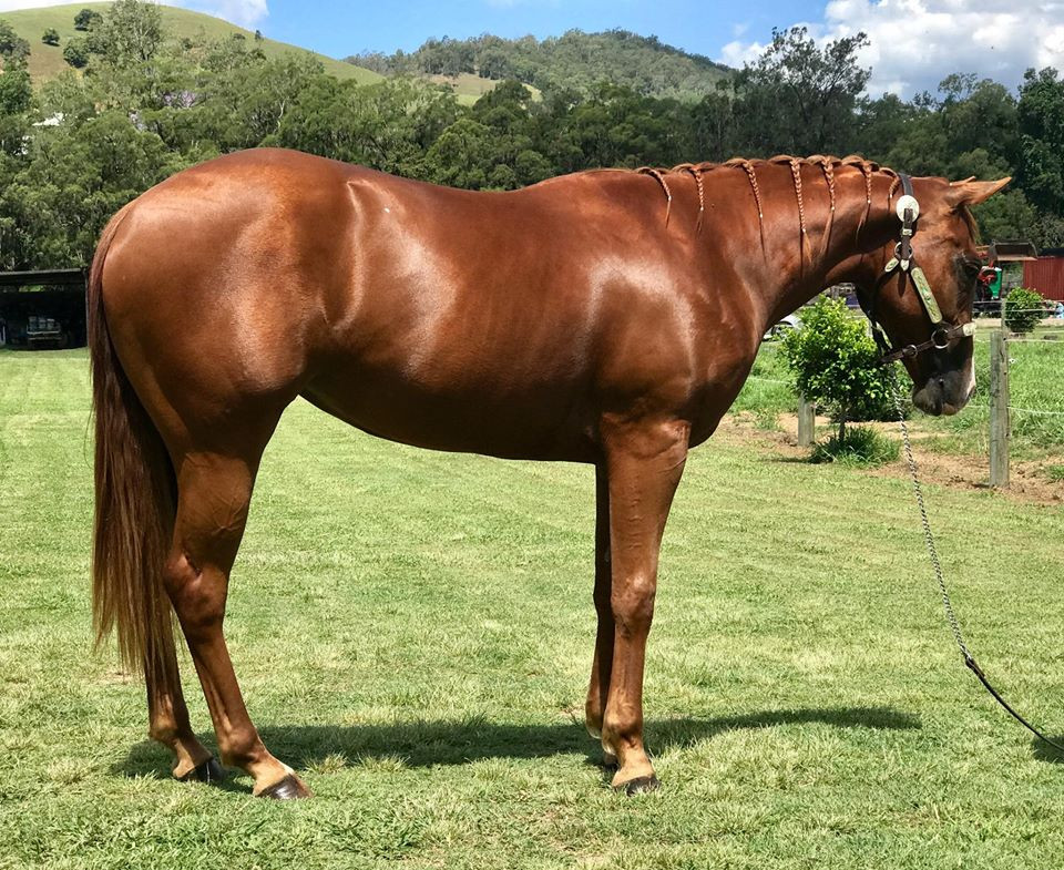 Thumbnail: SOLD!!!!  3 YO Filly - Lil Nu It All (EXP) x Winderadeen Chicka T Chex