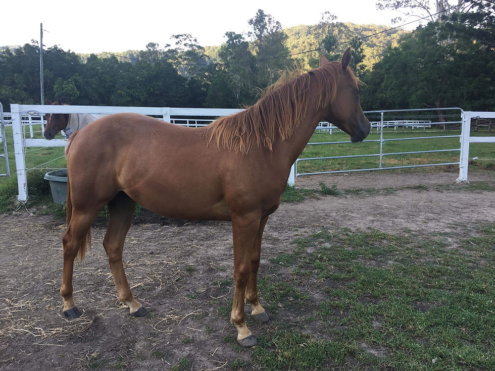 SOLD 2 YO Filly LIL Nu It All (EXP) x Winderadeen Chicka T Chex