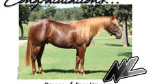 MAGNUM CHIC DREAM COLT "One Sensational Dream" Acquired by Neylon Performance Horses