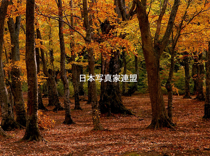 「あの日あの時」中尾会員コメント.jpg