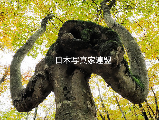 杉本時生 「威嚇」表紙用HP用.jpg