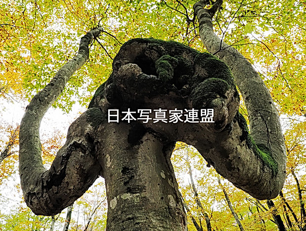 杉本時生 「威嚇」表紙用HP用.jpg