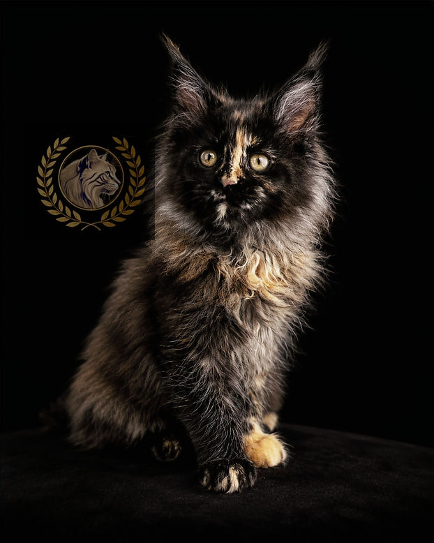 Tortie Smoke Maine Coon Kitten 