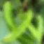 TomorrowSeeds-Winged-Bean-Seeds-10-Count-Packet-Dragon-Horned-Four-Angled-Asparagus-Goa-Be