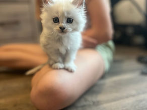 Maine Coons the best family pet! 