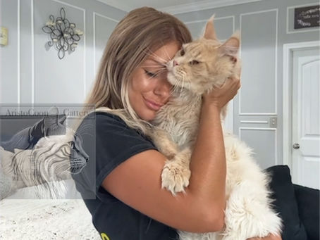 Understanding Maine Coon Kitten Prices