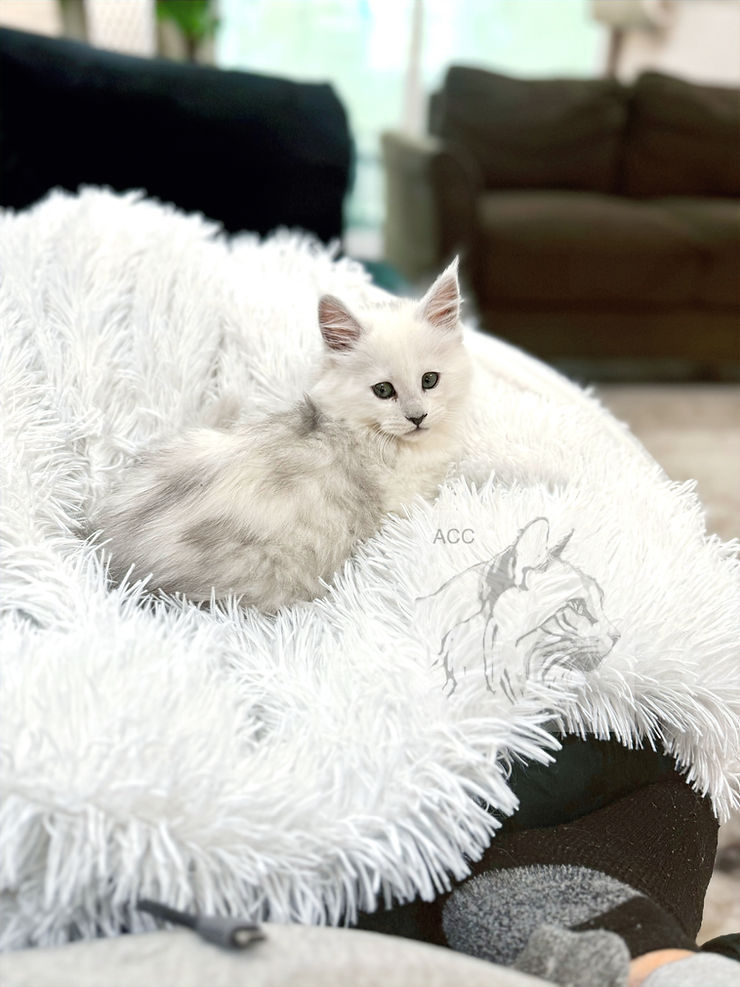 Close-up view of a spacious cat carrier designed for larger breeds