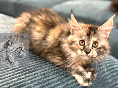 Multicolored AristoCoon Maine Coon kitten reclining on a blue ribbed sofa with front paws extended, beside the cattery watermark