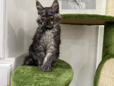 Why Quality Matters in Maine Coon Kittens