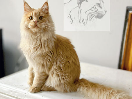 Ginger Maine Coon sitting on a white cabinet with its long tail extended, with the AristoCoon watermark