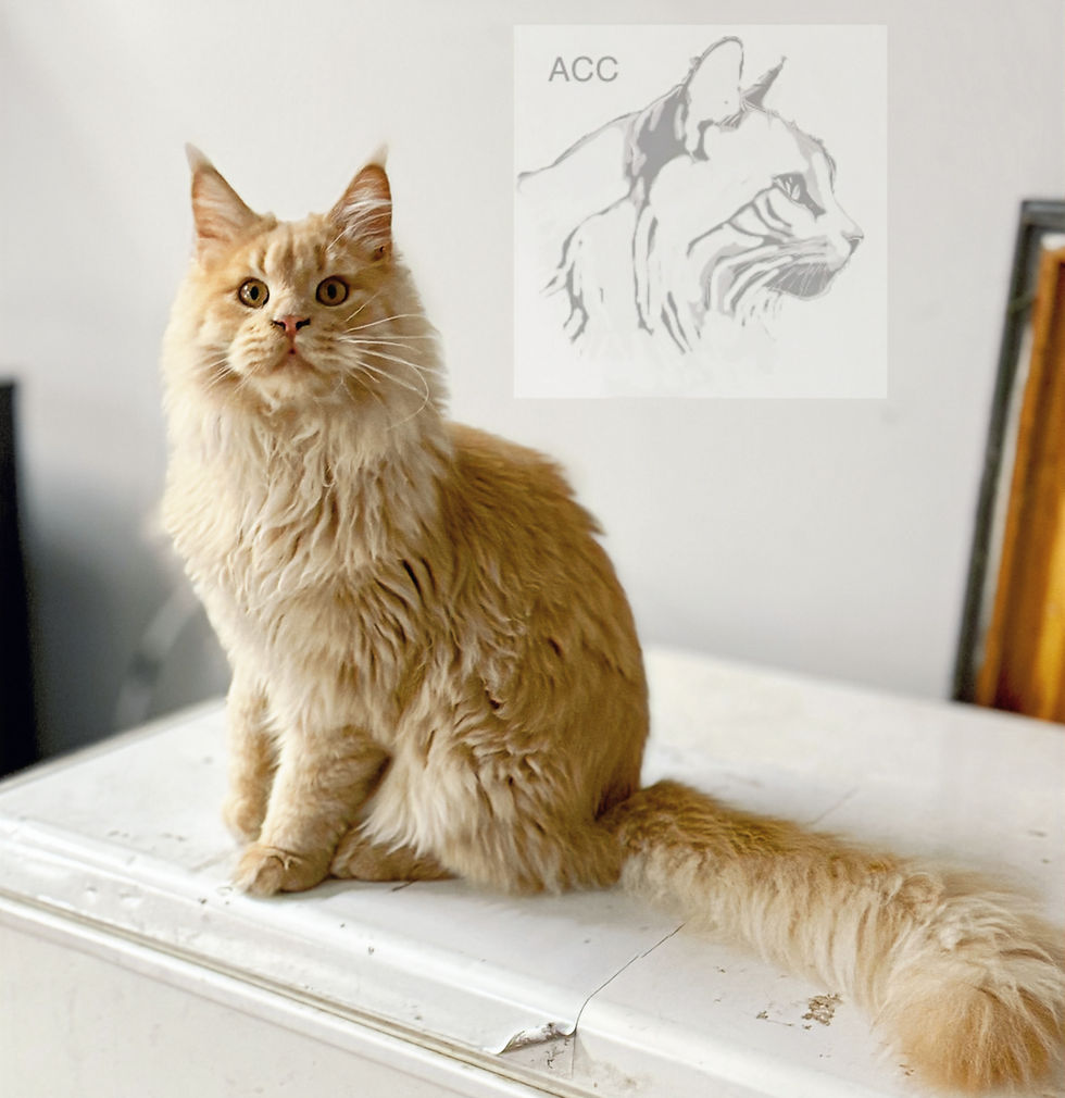 Ginger Maine Coon sitting on a white cabinet with its long tail extended, with the AristoCoon watermark