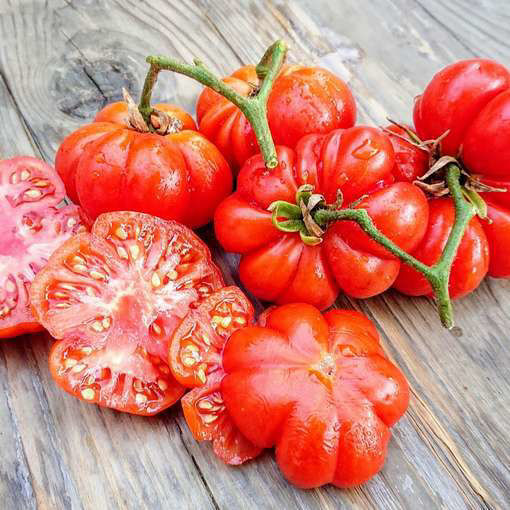 Costoluto Genovese Tomato