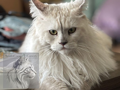 The Ultimate Guide to Essential Items for New Kitten Owners: Professional Recommendations and Tips for Maine Coon Cats