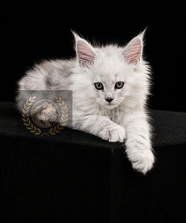 Ultra rare high black silver maine coon kitten