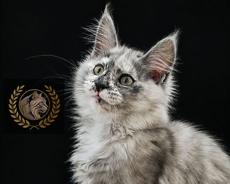 high silver maine coon kitten